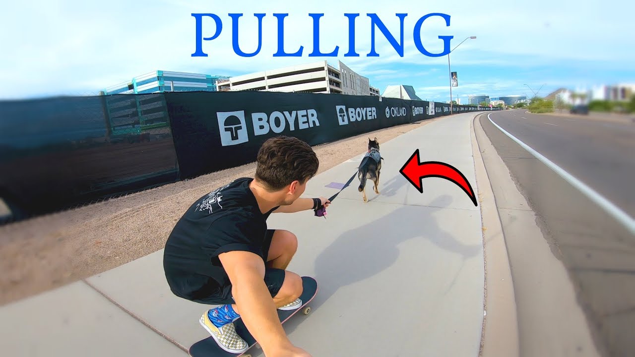 HOW TO TEACH YOUR DOG TO PULL YOU ON A LONGBOARD!!