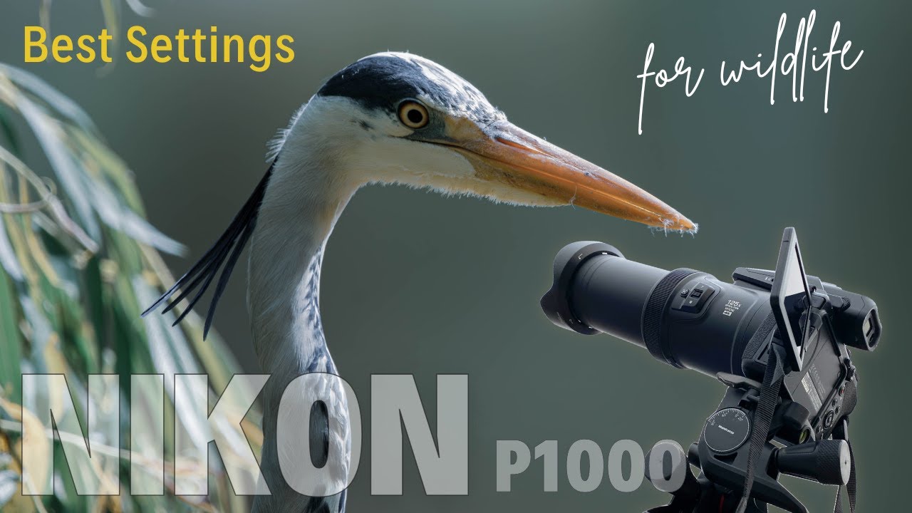Nikon Coolpix P1000 - Best Settings for Birds & Nature Photography