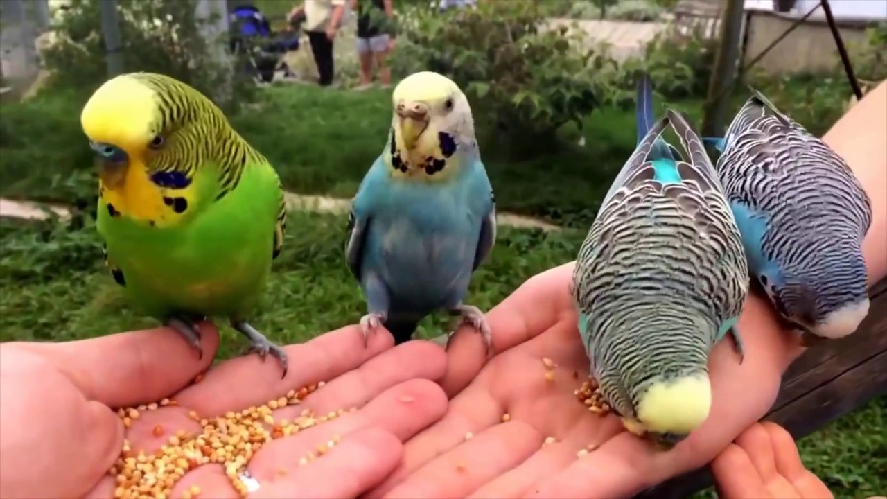 Affen- und Vogelpark Eckenhagen
