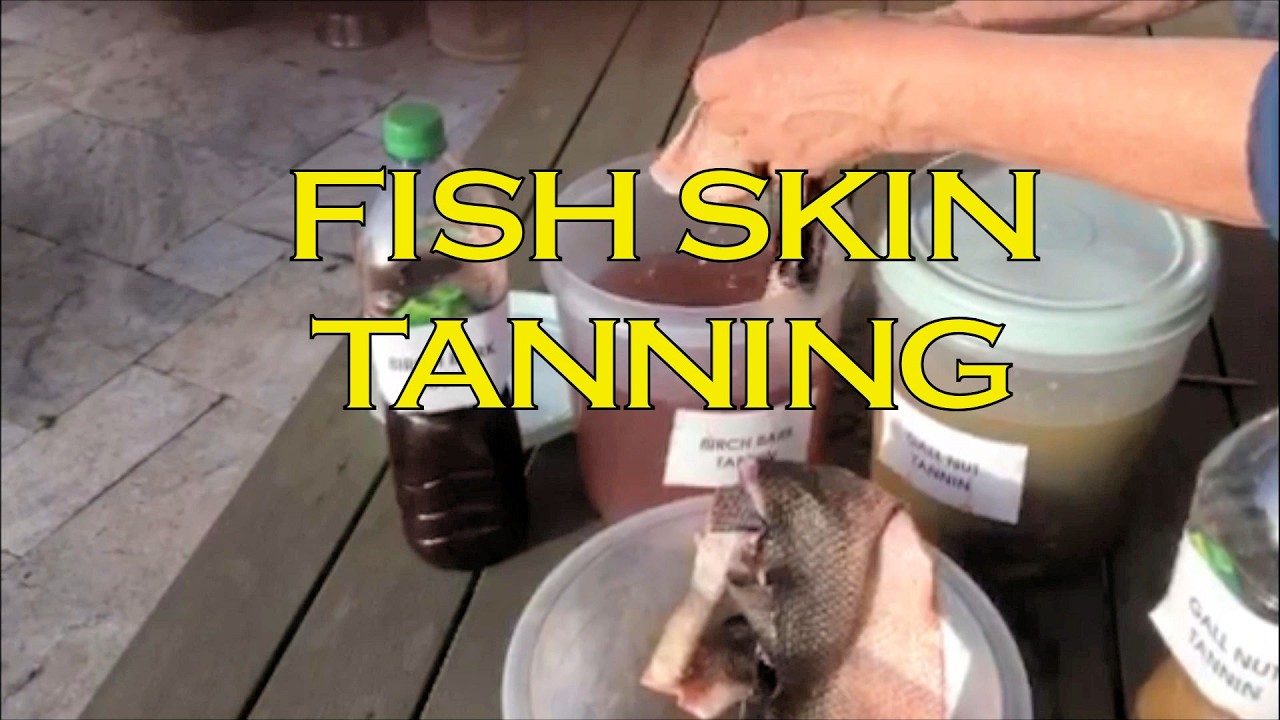 FISH SKINS TO LEATHER - PART 1 Turn Fish Skins into Leather