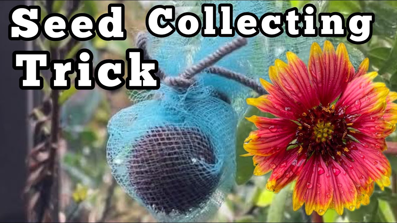 Seed Collecting Knowing What are Good Seeds, How to Collect Gaillardia Indian Blanket Flowers