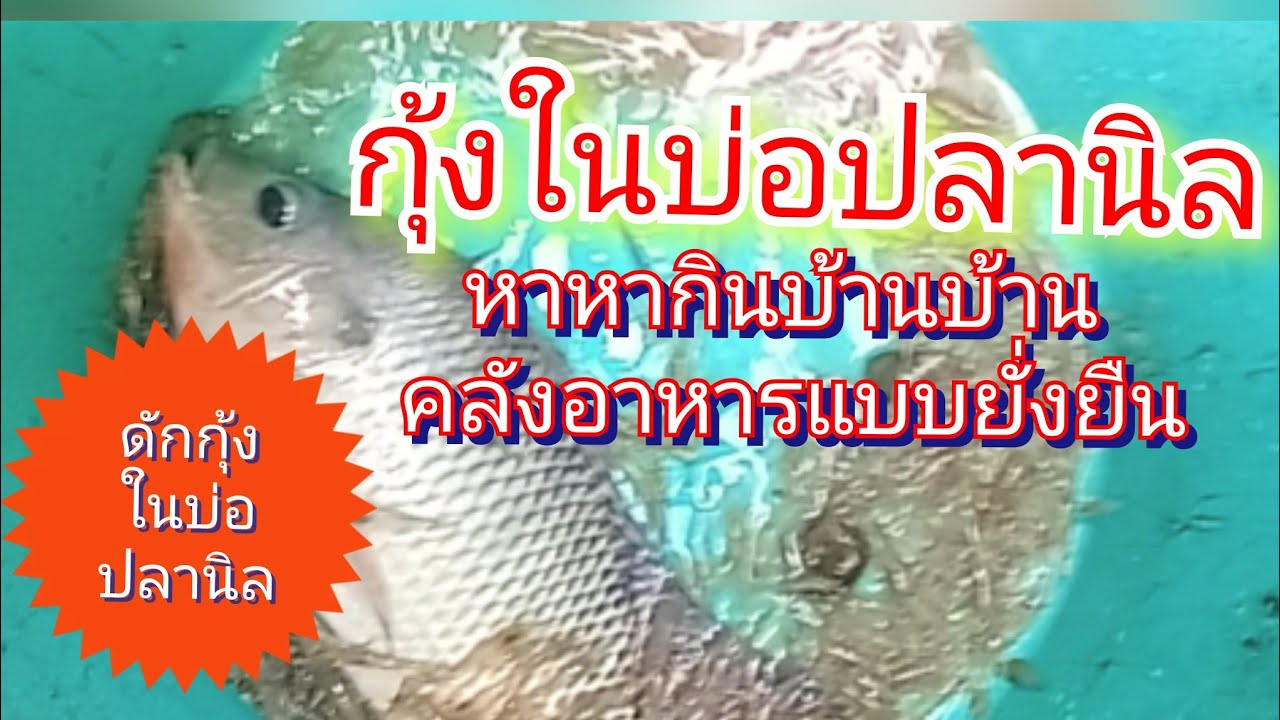 ดักกุ้งฝอยในบ่อปลานิล3หลัง