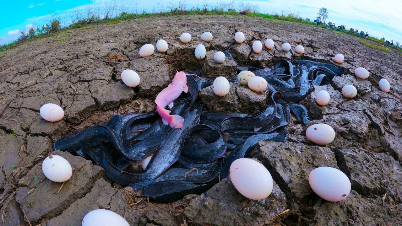 Awesome! catching fish & pick eggs in dry field by hand fisherman