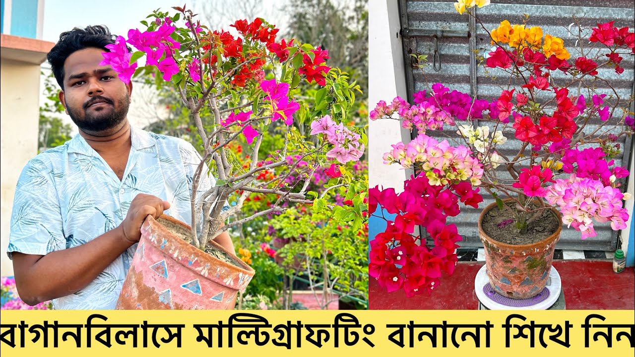 বাগানবিলাসের মাল্টিগ্রাফটিং কি ভাবে করবো?  একই গাছে ফুটবে রং বেরঙের ভ্যারাইটির 🌸
