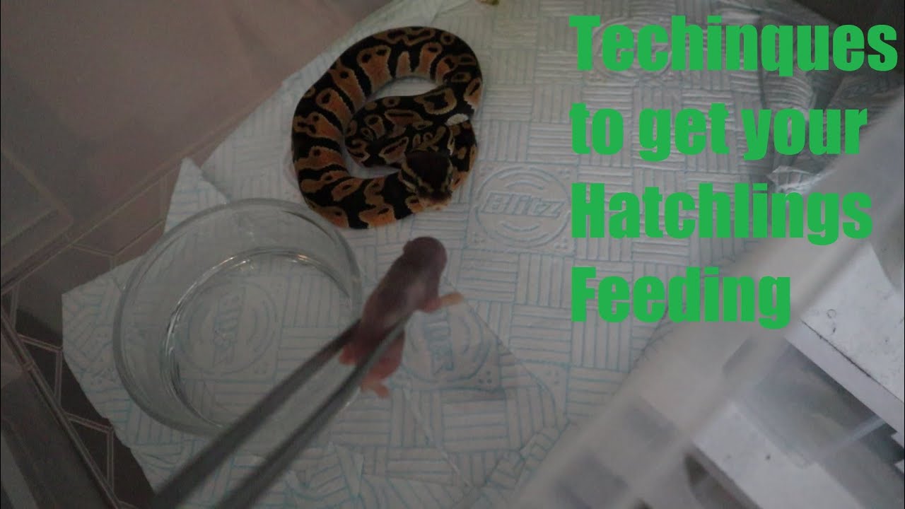 How to get your Ball Python Hatchlings to feed.