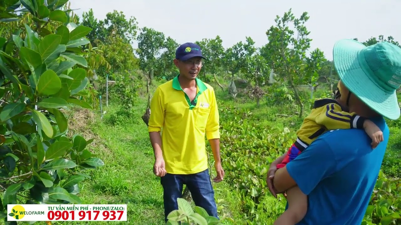 Những cây trồng lấy ngắn nuôi dài thích hợp xen canh sầu riêng