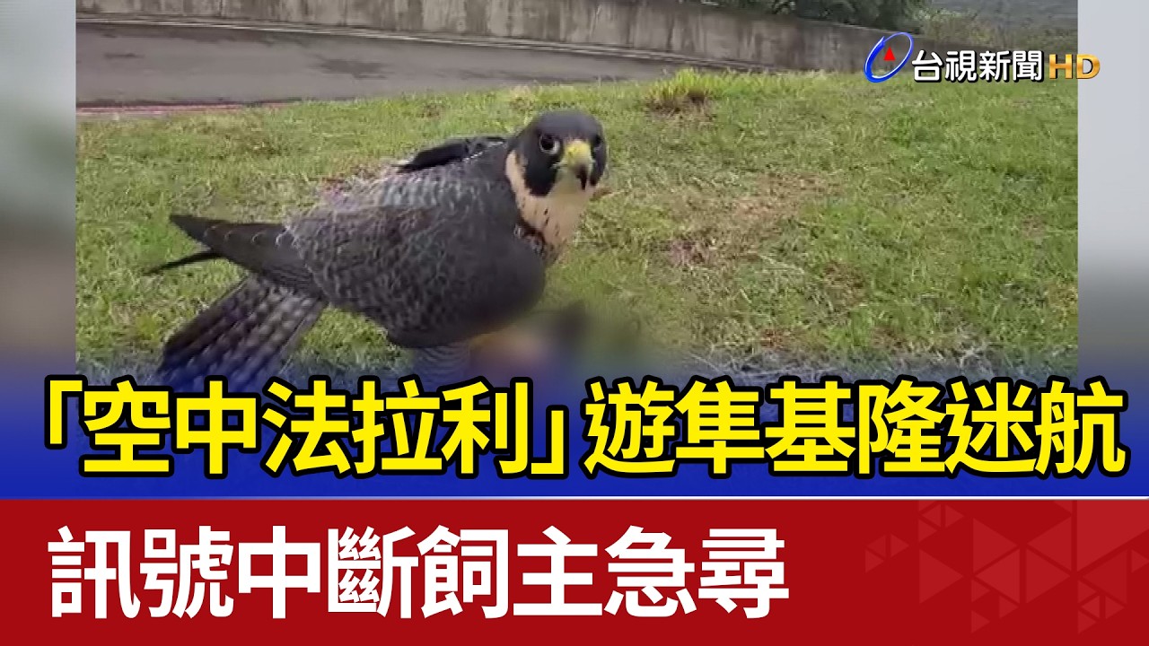 「空中法拉利」遊隼基隆迷航 訊號中斷飼主急尋