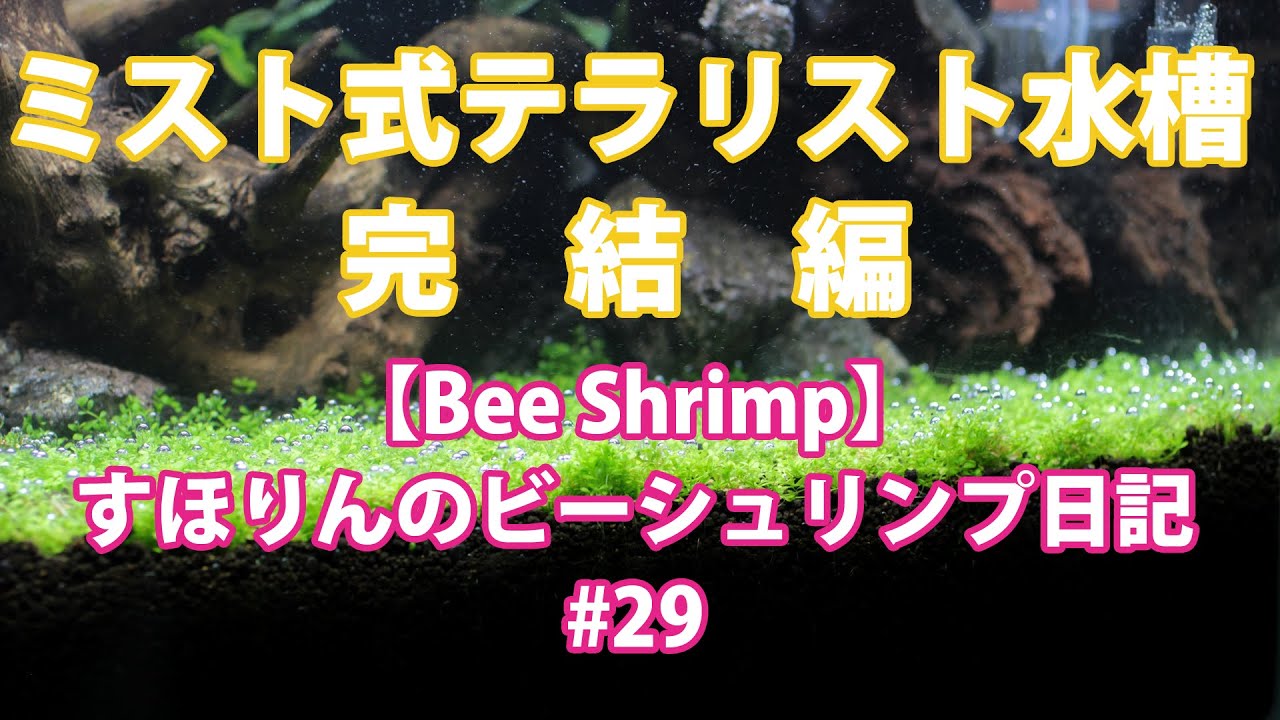 【ミスト式】テラリスト水槽完結！