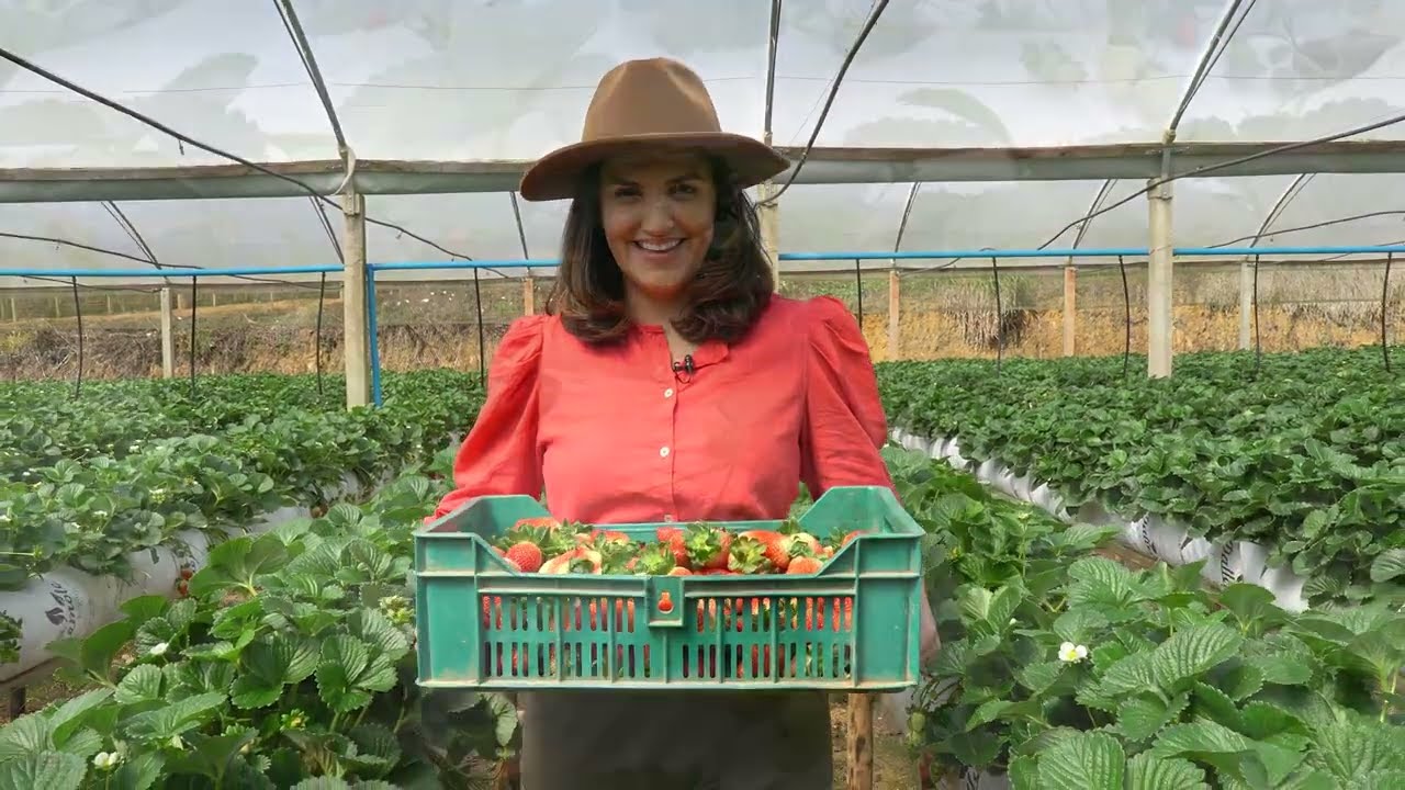 Produção de Morango em Santa Maria de Jetibá/ES | Agro Business 2023 EP.23