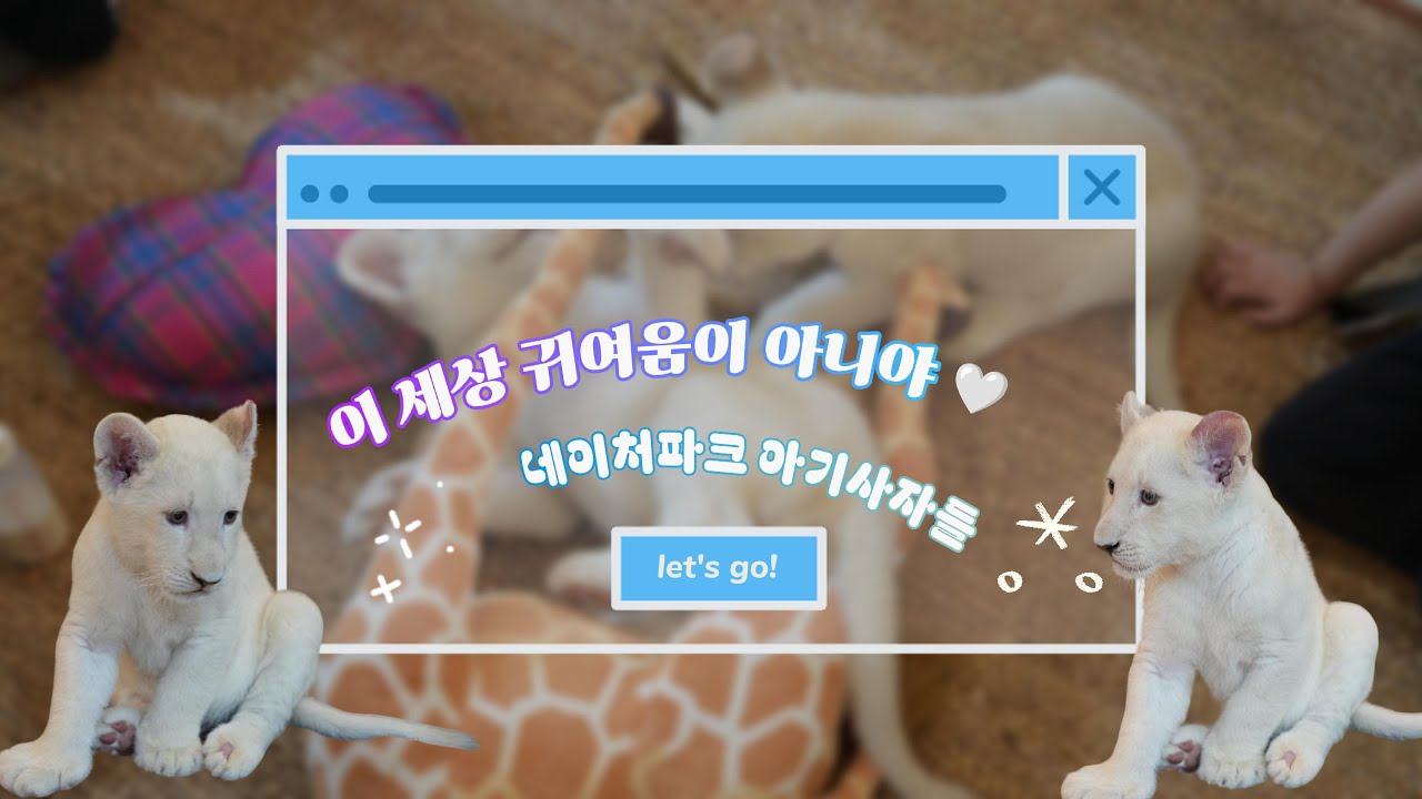4K [대구 네이처파크] 백사자 부부의 아기 루나·루카 첫 공개! 🦁 너무 귀여운 아기사자 나들이