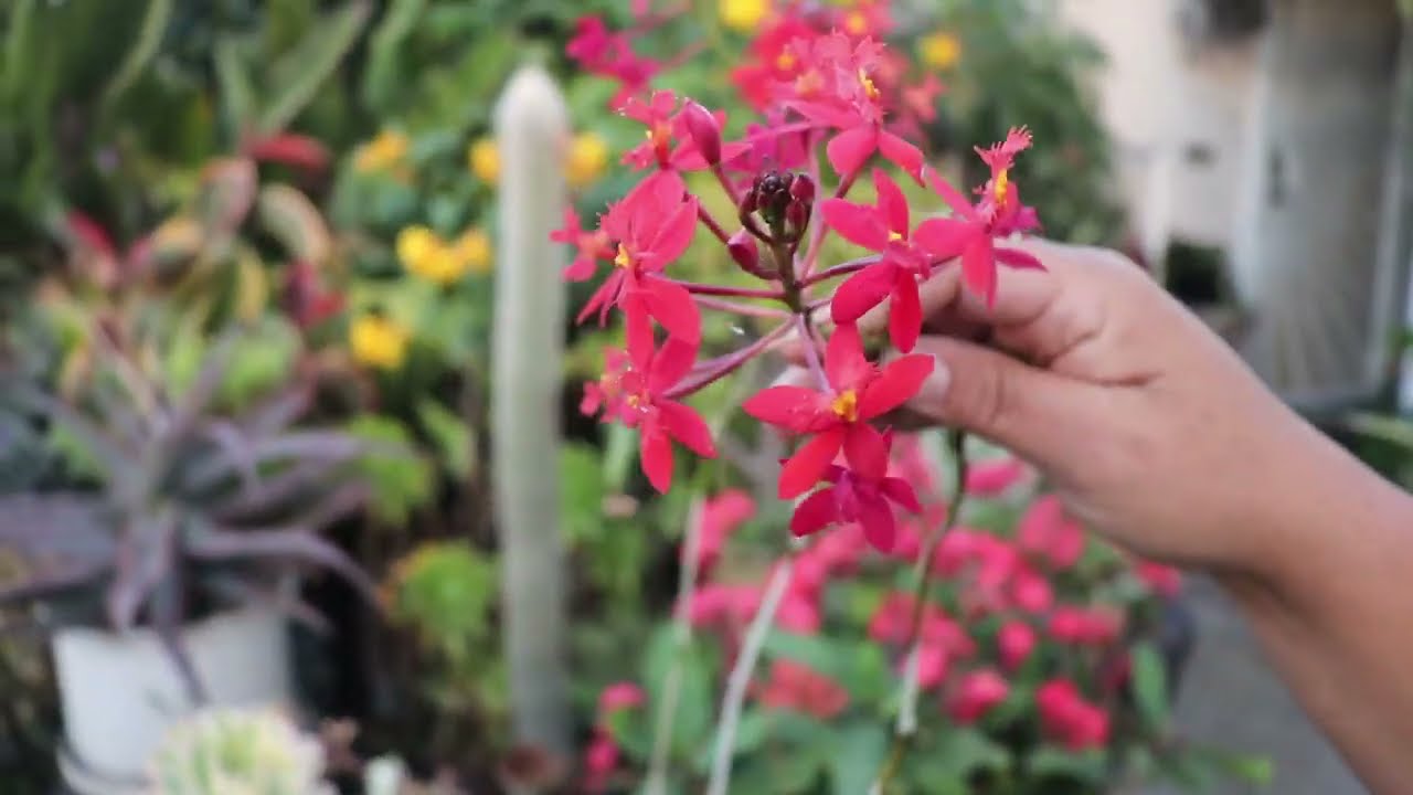Cómo Producir Orquídea Epidendrum (Estrella De Fuego)