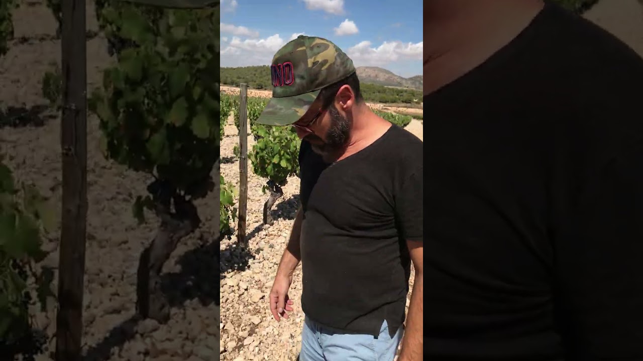 Las Gravas Vineyard, Casa Castillo Jumilla, Jos&eacute; Luis explaining #blauwein #wine  #garnacha