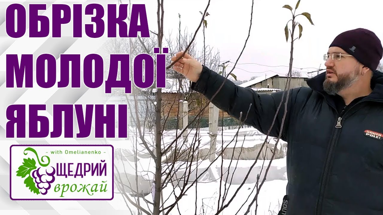 Формування молодої яблуні.  Обрізка на веретено