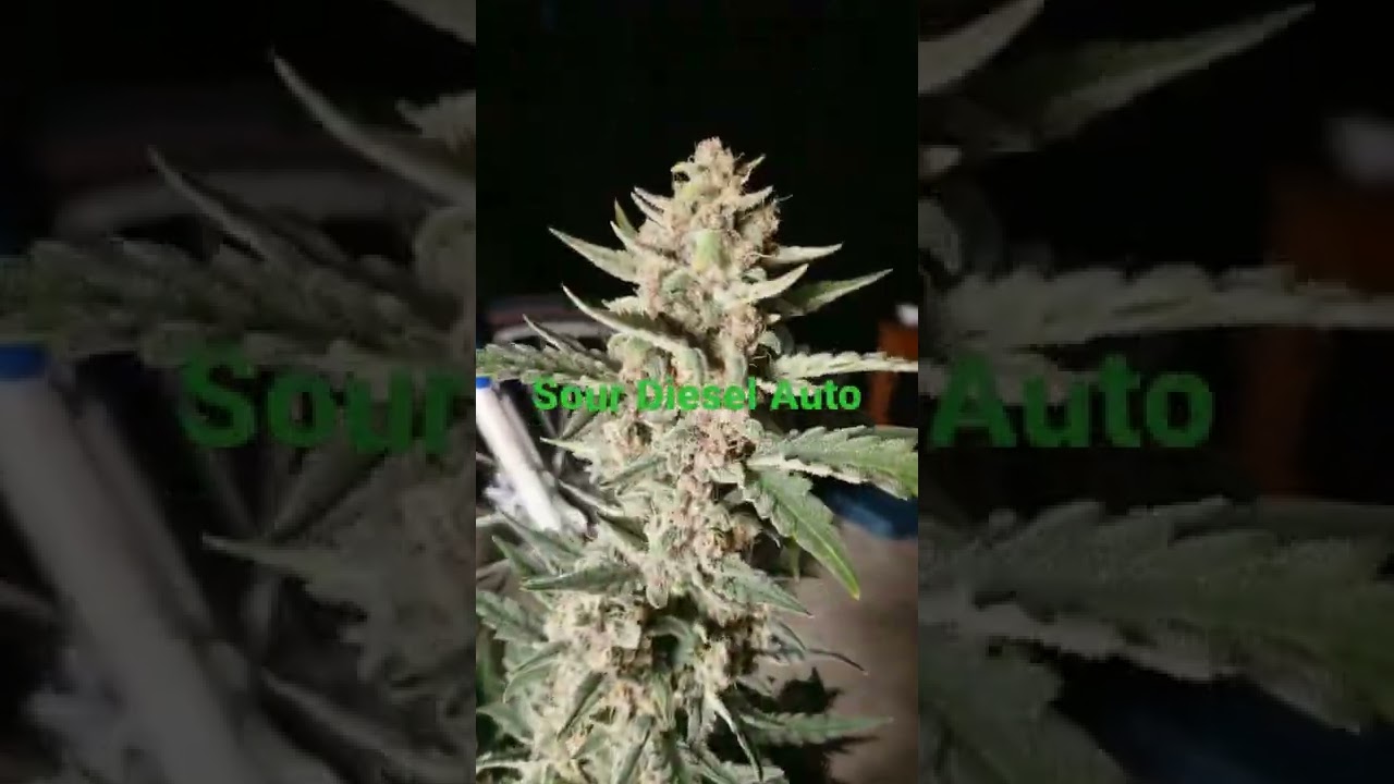 Sour Diesel Autoflower from Seedsman