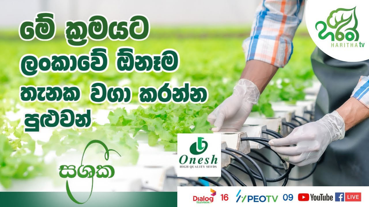 ආරක්ෂිත ගෘහ තුළ බෝග වගාව | Onesh Agri (Pvt) Ltd | Haritha TV 🌾👨‍🌾🚜