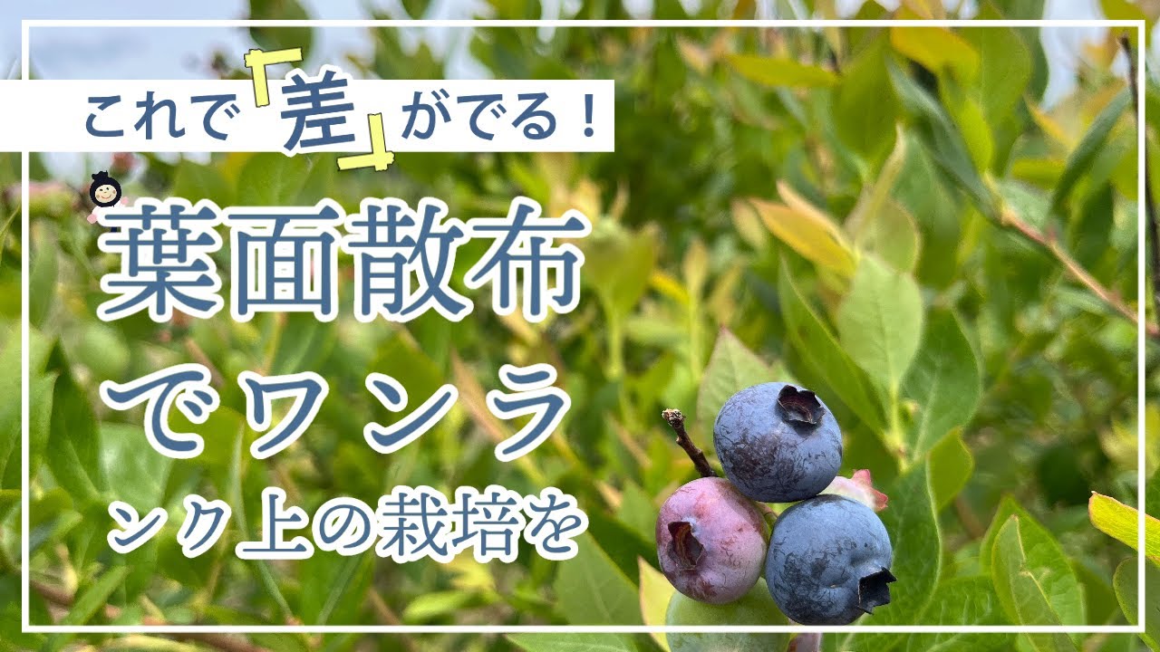 【ブルーベリー】液肥で活力アップ！木を強く育てる骨太栽培！