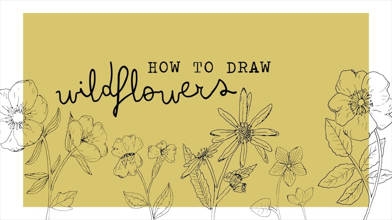 how to draw wildflowers