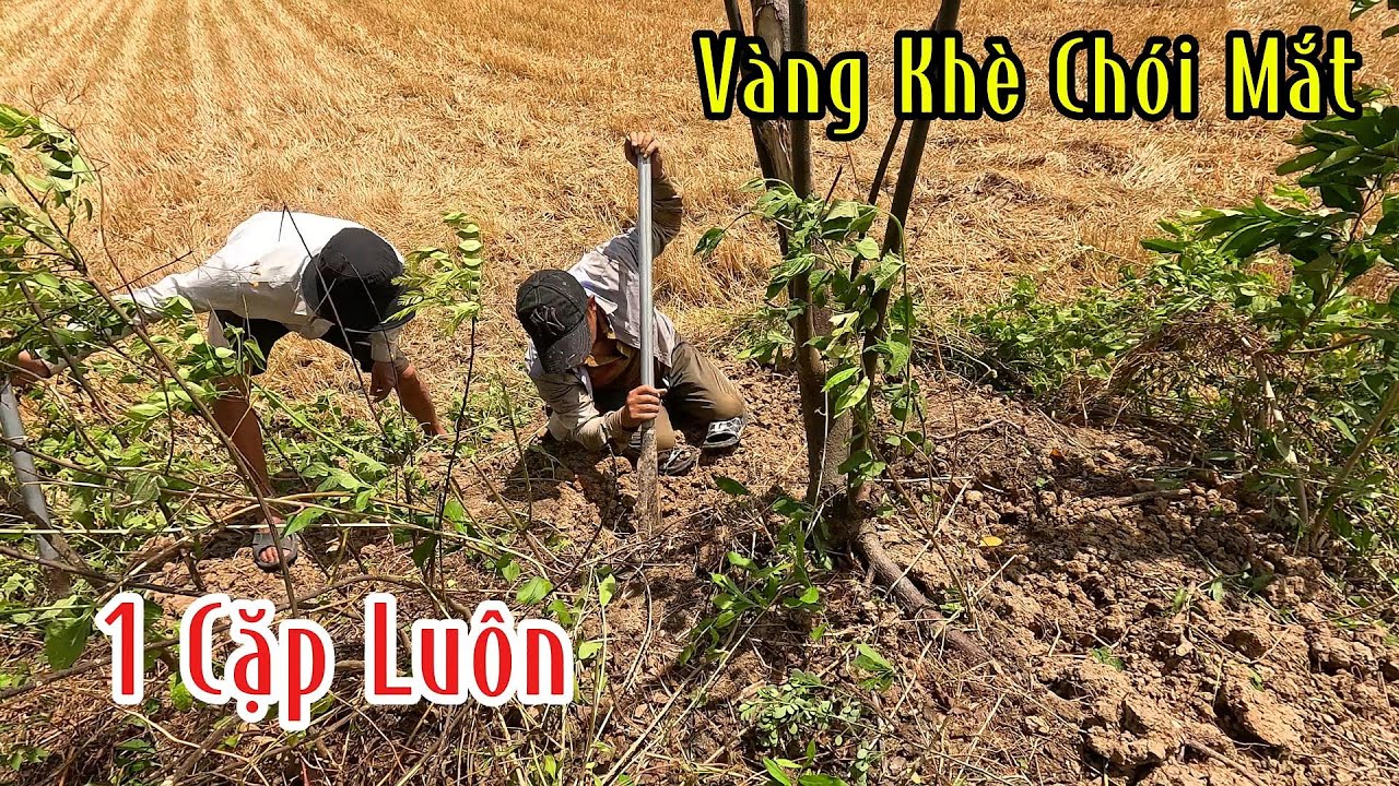 1 Cặp Hổ Mang Vàng Khè Nó Nằm Hang Quá Bí Ẩn | Mười Thương Săn Bắt