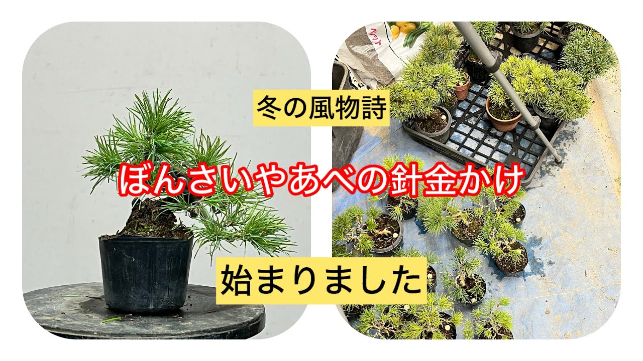 盆栽　五葉松　針金かけ　冬になったので、針金かけ始まりました。