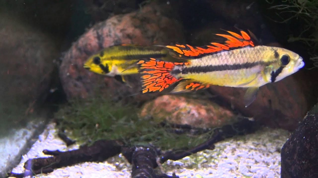 Apistogramma kakadu samica z młodymi HD hodowla APISTO Szczecin