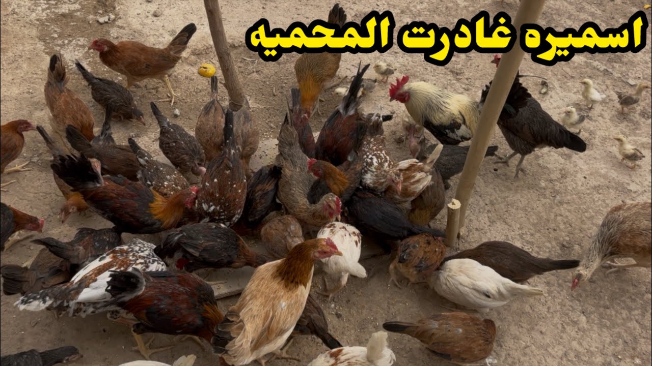 طلعت اسميره🐔هيه وكتاكيته🐣شديت التور