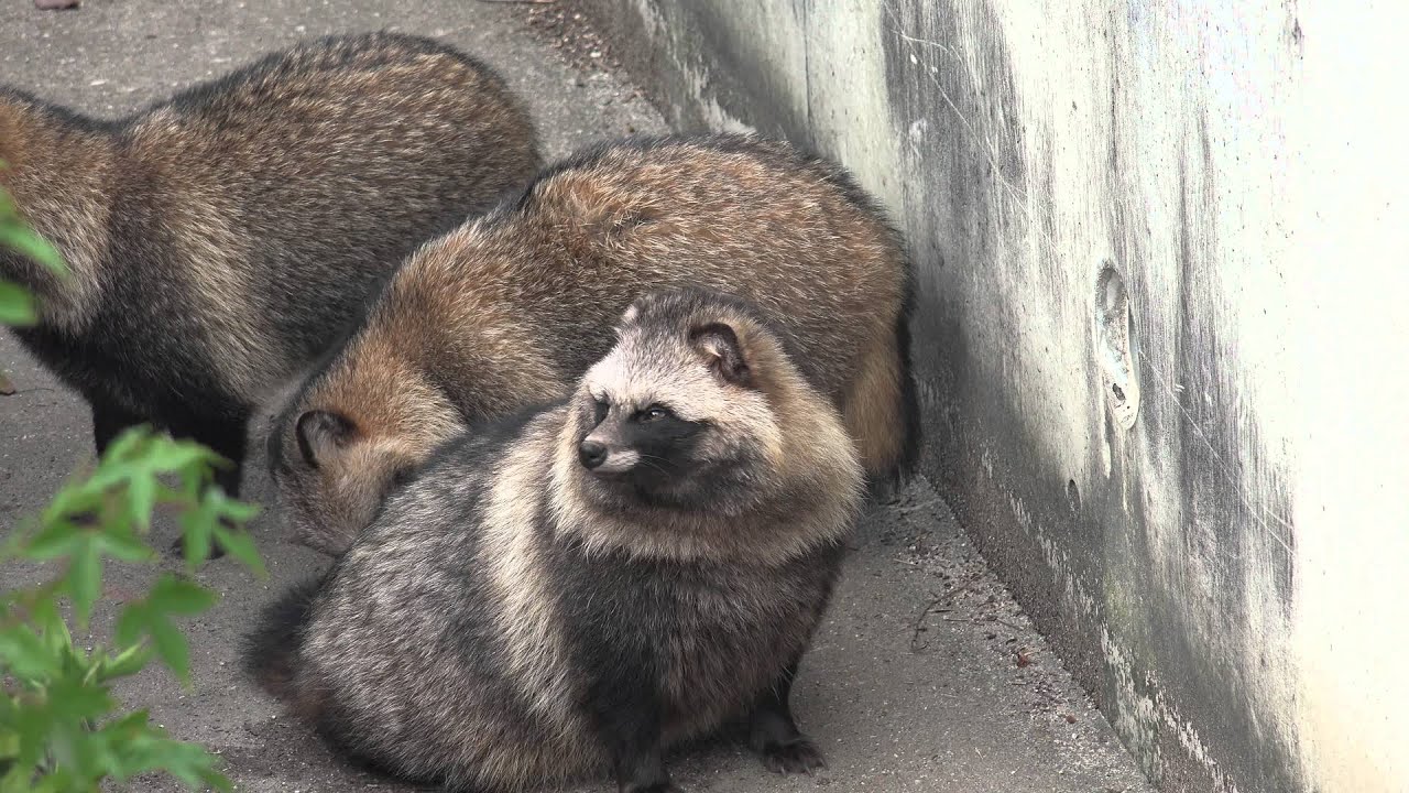 東山動物園/仲良しなタヌキ
