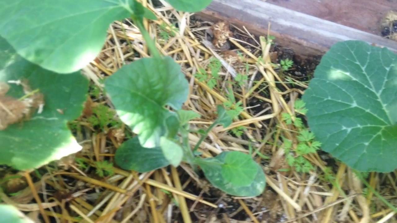 How to Grow Vegetables in the Heat - Results of Wicking Bed