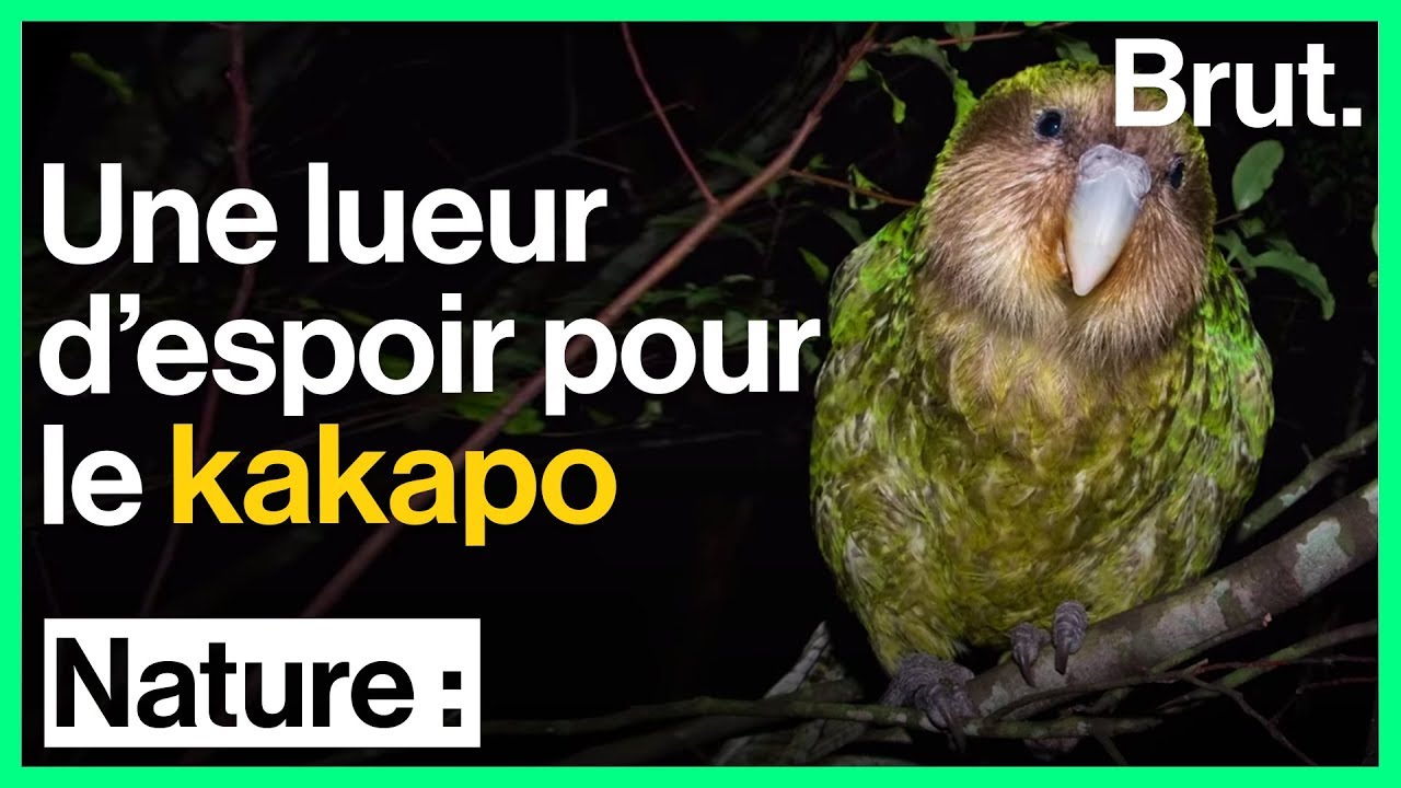 Une lueur d'espoir pour l'avenir du kakapo