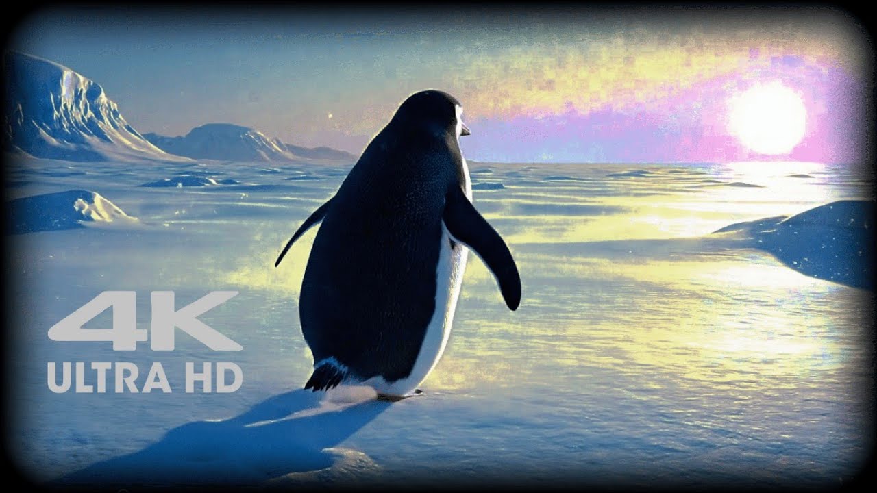 But Why? 🐧 | 3D Animated Penguin Short Film ❄️