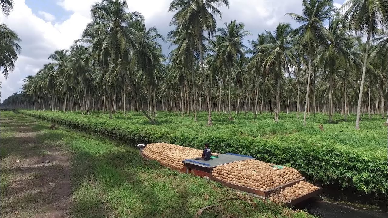 Responsible Sourcing: Coconut
