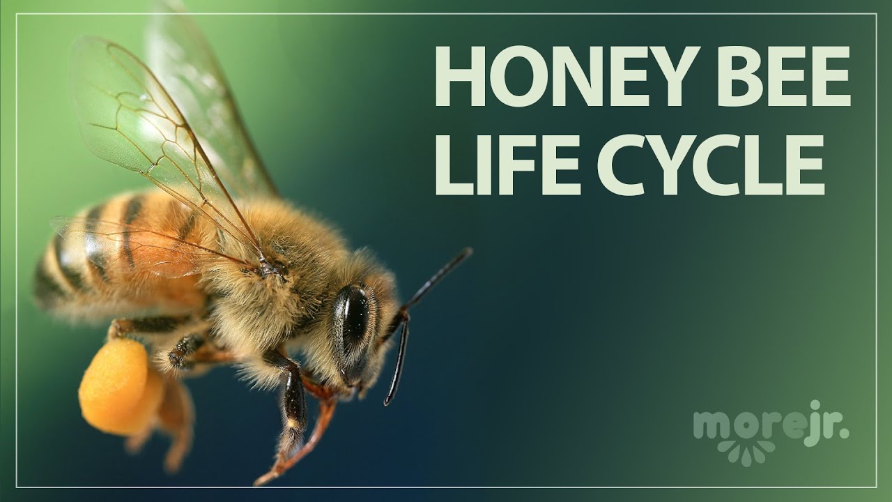 The Life Cycle of a Honey Bee