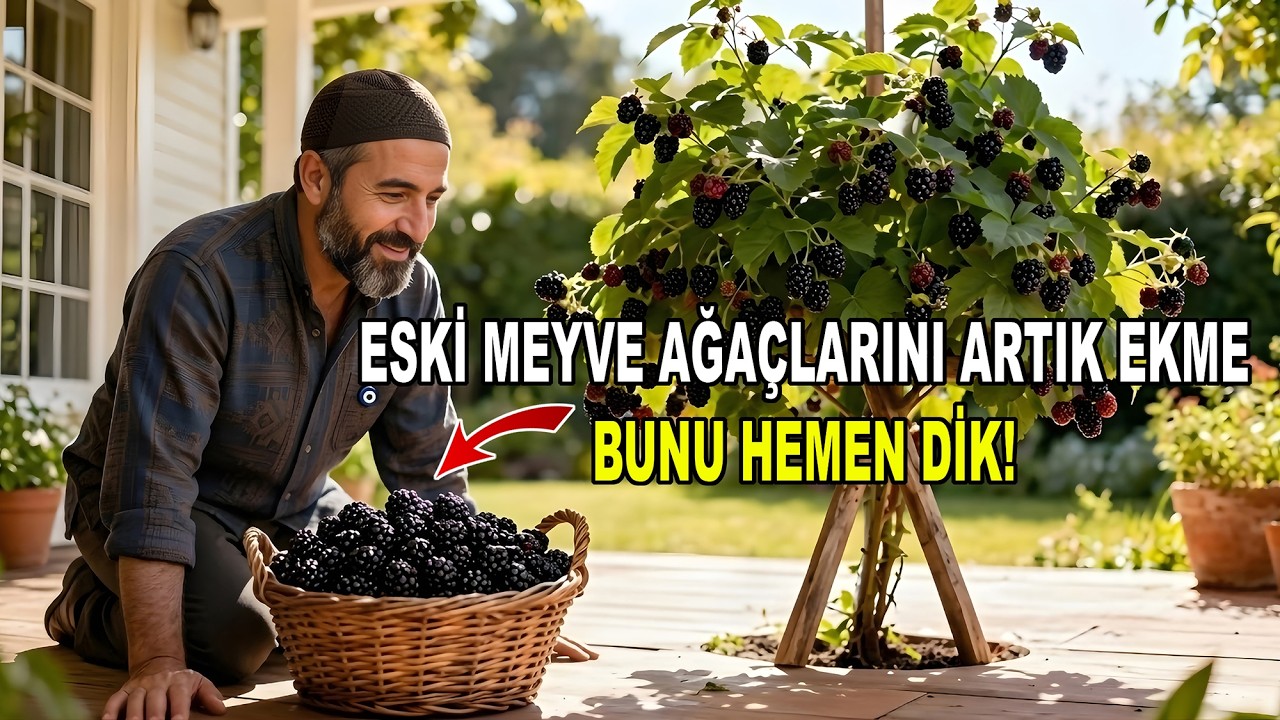 İki Kat Meyve Veren Ama Kimsenin Size Satmadığı 7 Meyve Bitkisi.