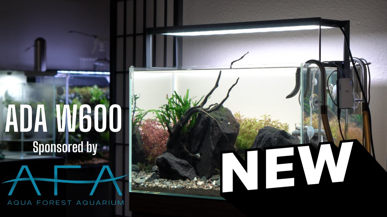 ADA W600  Sansui Stone - Day 14