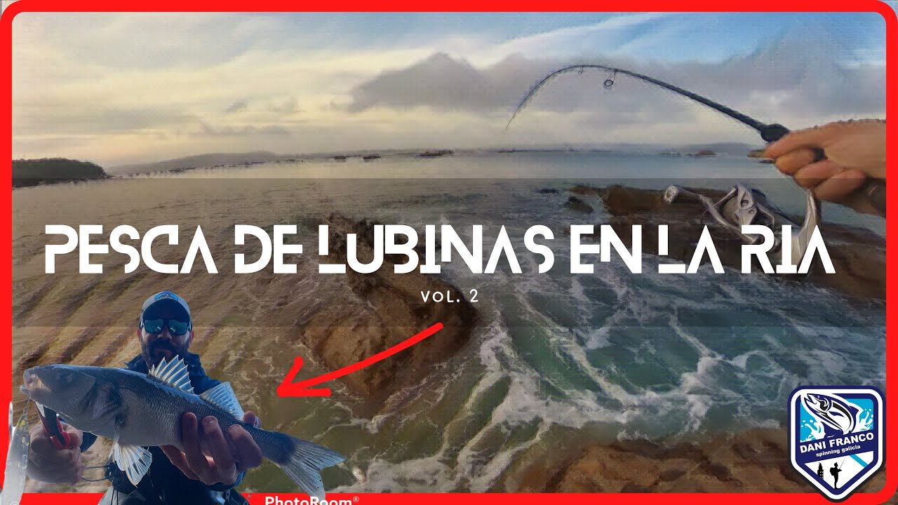 Pesca de Lubina en la ria 2022.. Ataques en superficie. #rockfishing #nature #fishing