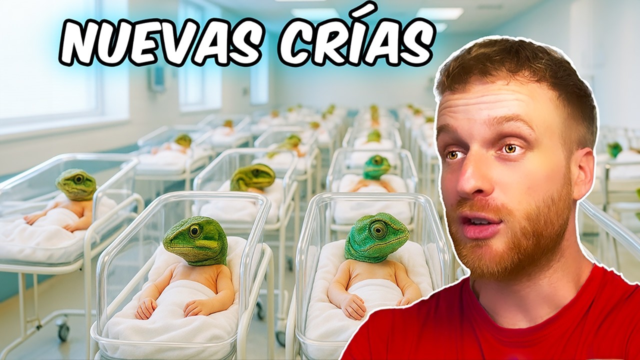 Criando Reptiles Raros! Nuevos nacimientos | Boiga, Anolis, Aeluroscalabotes