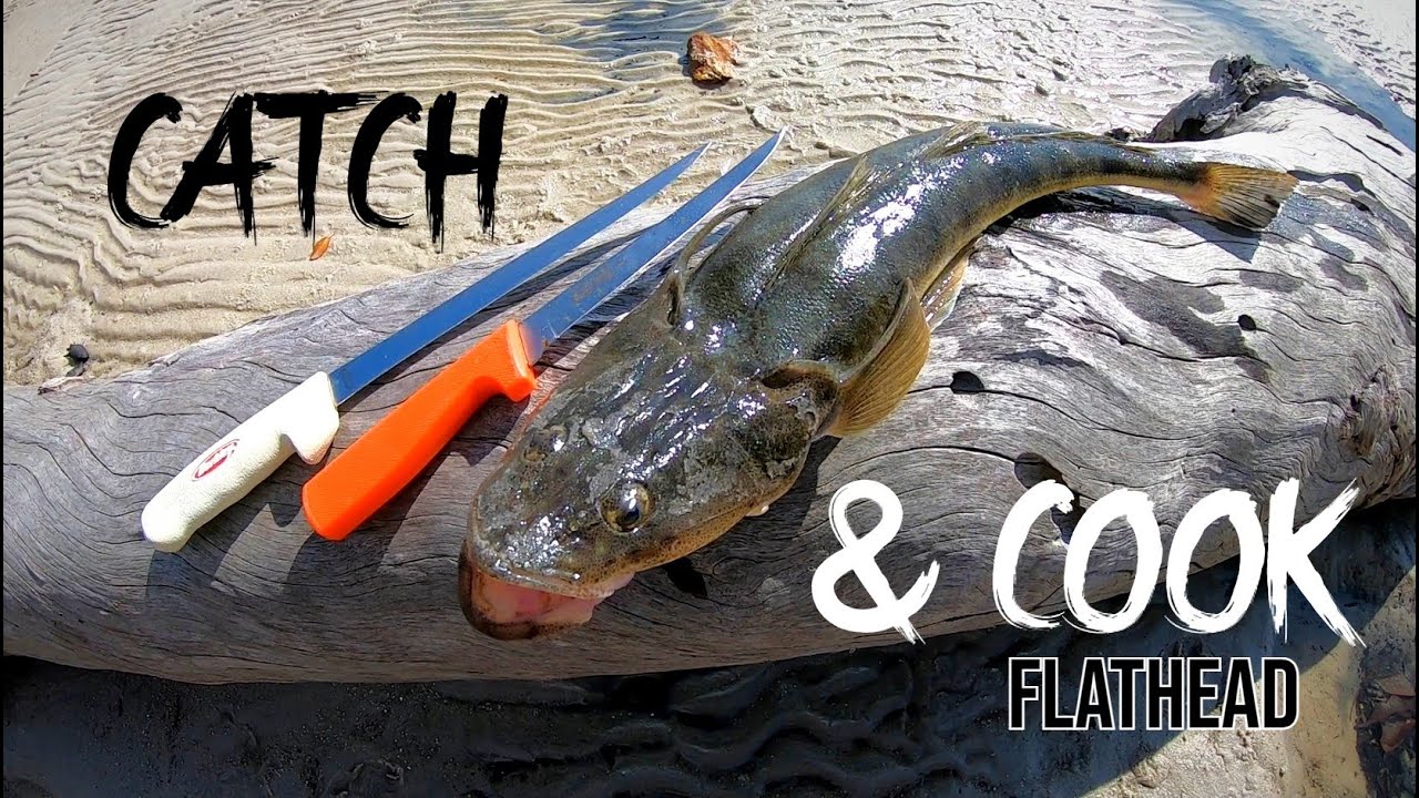 Surface Flathead Fishing (CATCH & COOK)