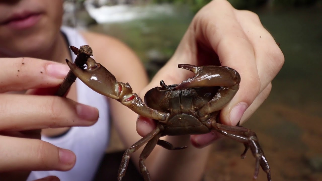 Freshwater Crab Research at Las Cruces Biological Station