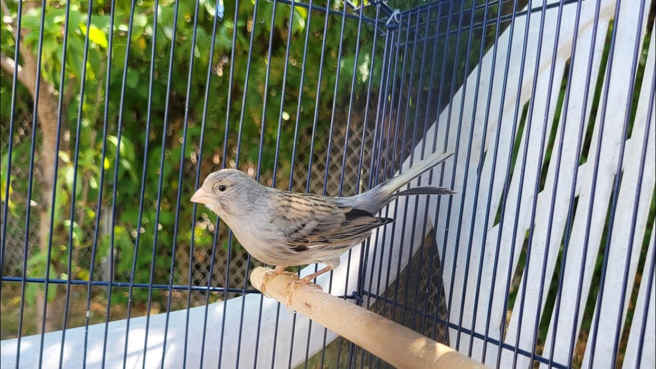 Canary Singing - Meet Charlie 11 Month old 