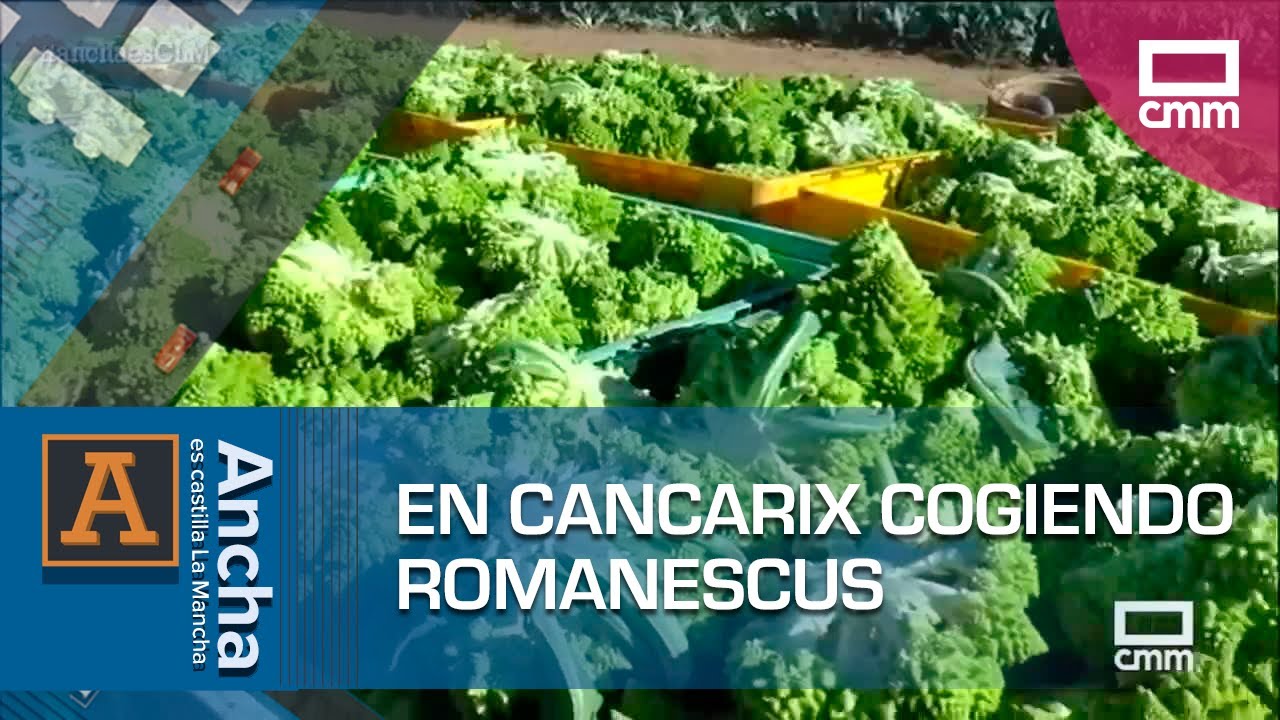 D&iacute;a de recogida de romanescu en Cancarix |&nbsp;Ancha es Castilla-La Mancha