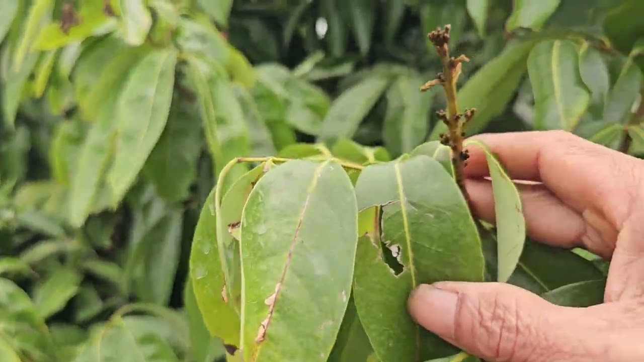 Vải u hồng lộc bốn đã báo hoa