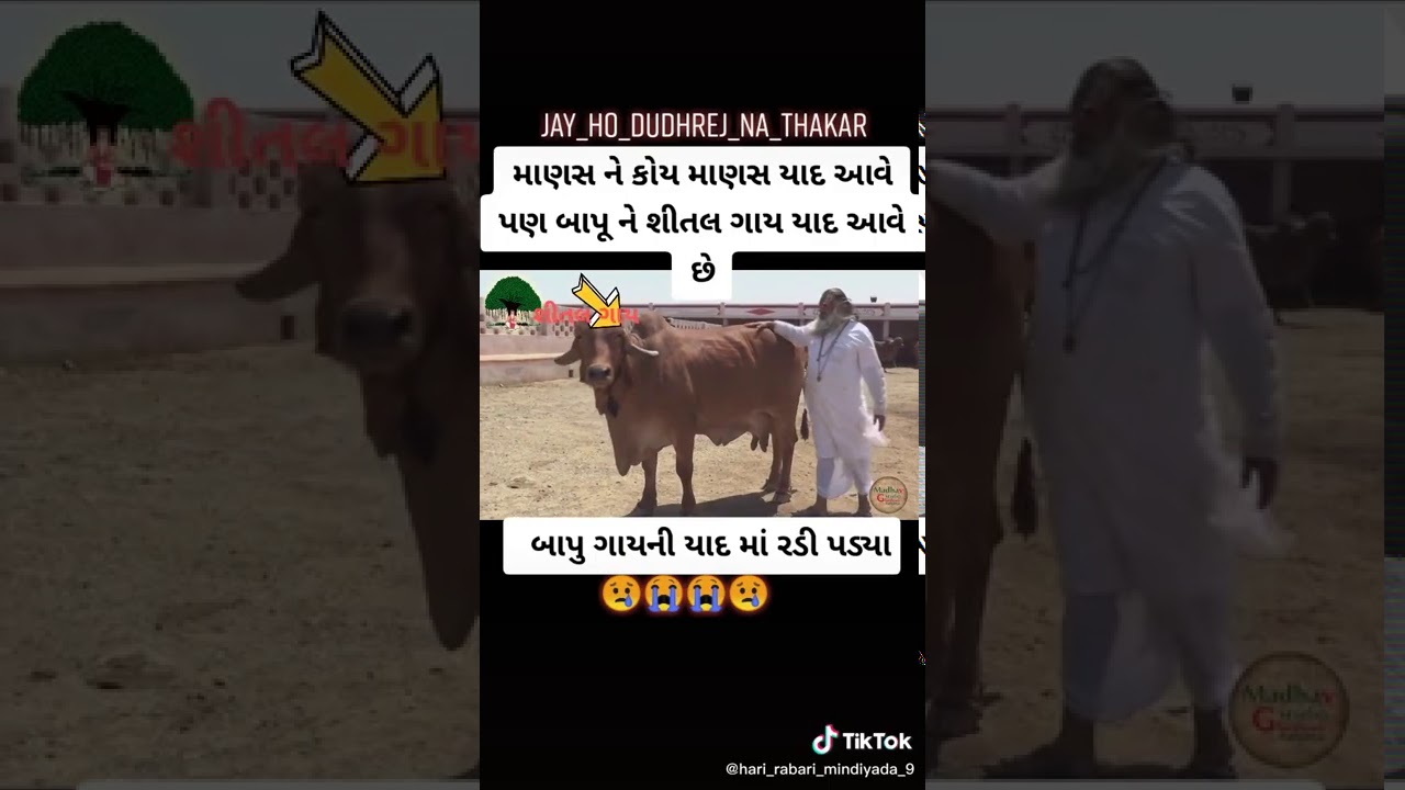 🐮save the cow 🐮