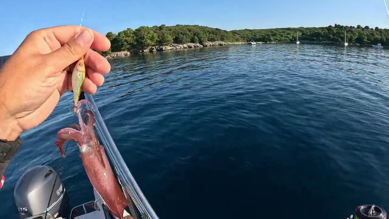 squid fishing season Adriatic