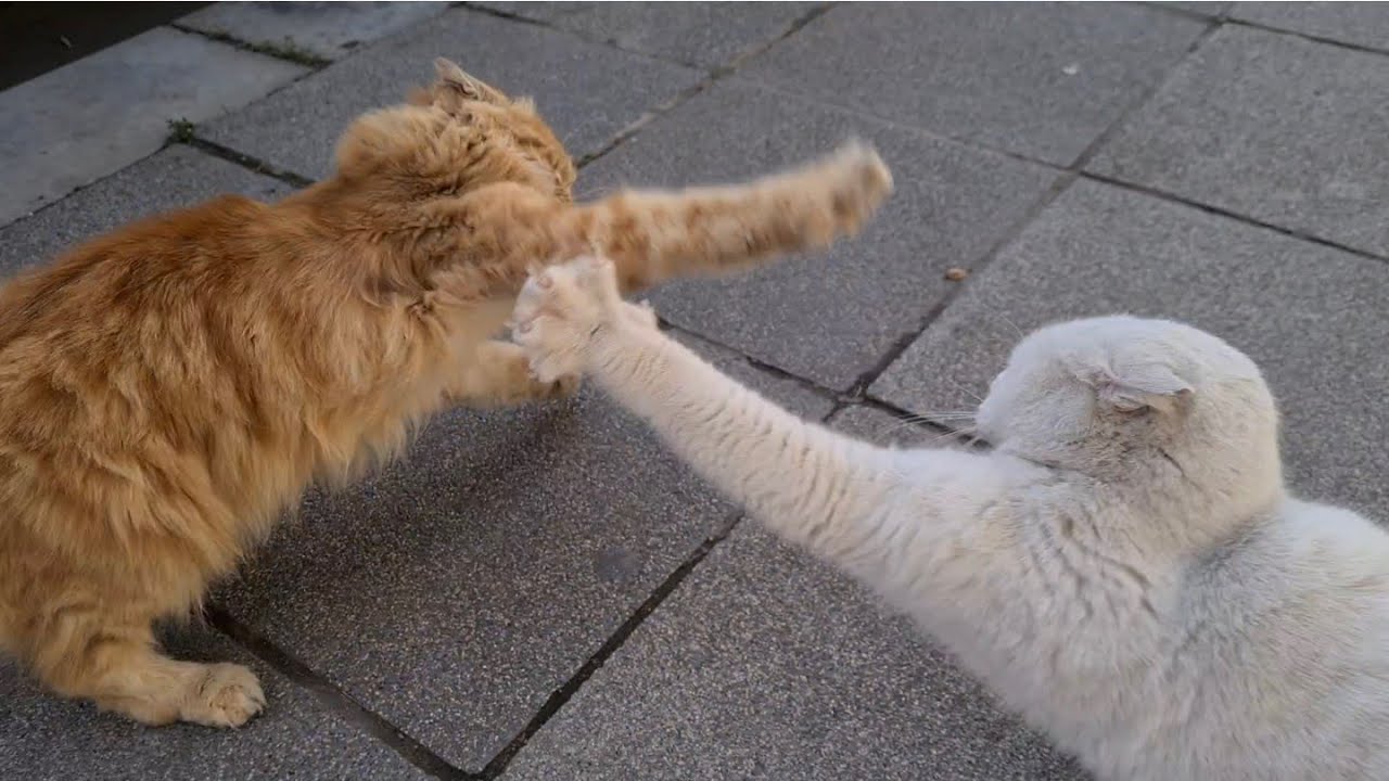 When the Angry White Cat sees other cats and angrily attacks them.