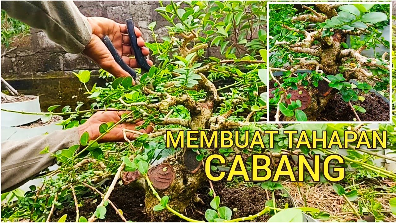 @mahkotabonsai, MEMBUAT TAHAPAN PERCABANGAN BONSAI SANCANG#belajarbonsai#bonsaitree#sancang#bonsai
