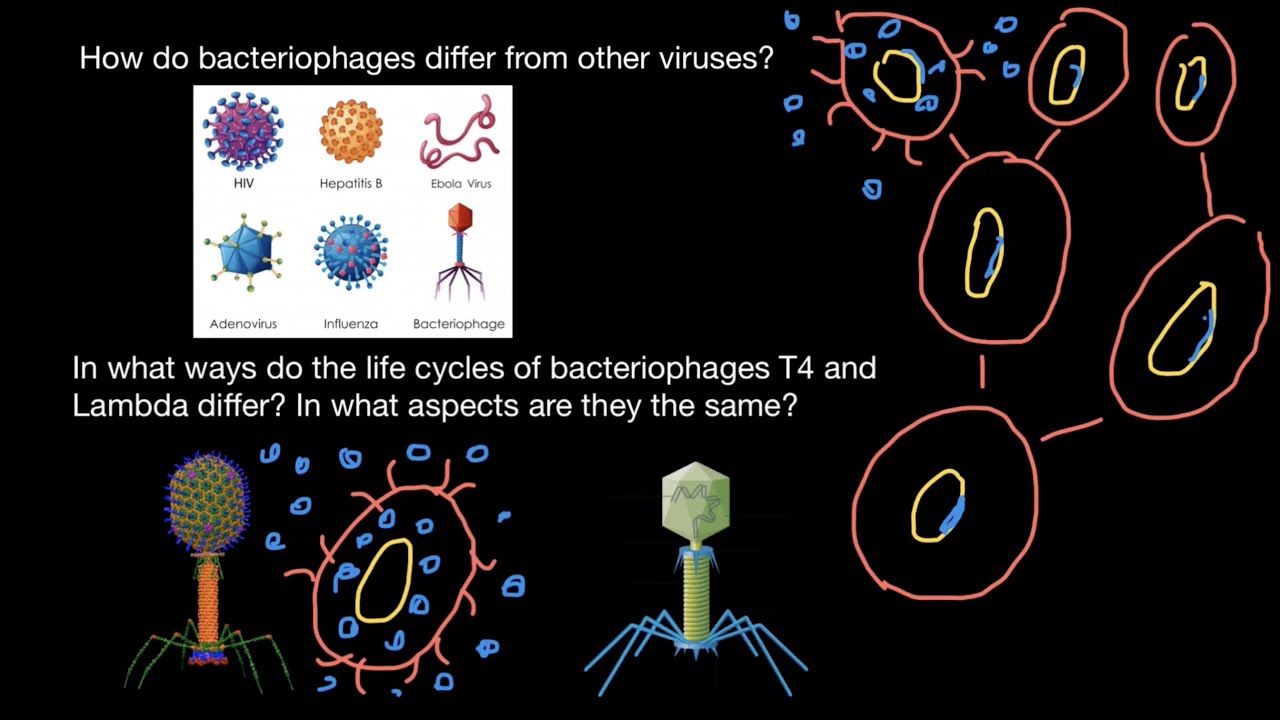 How T4 and Lambda bacteriophages differ