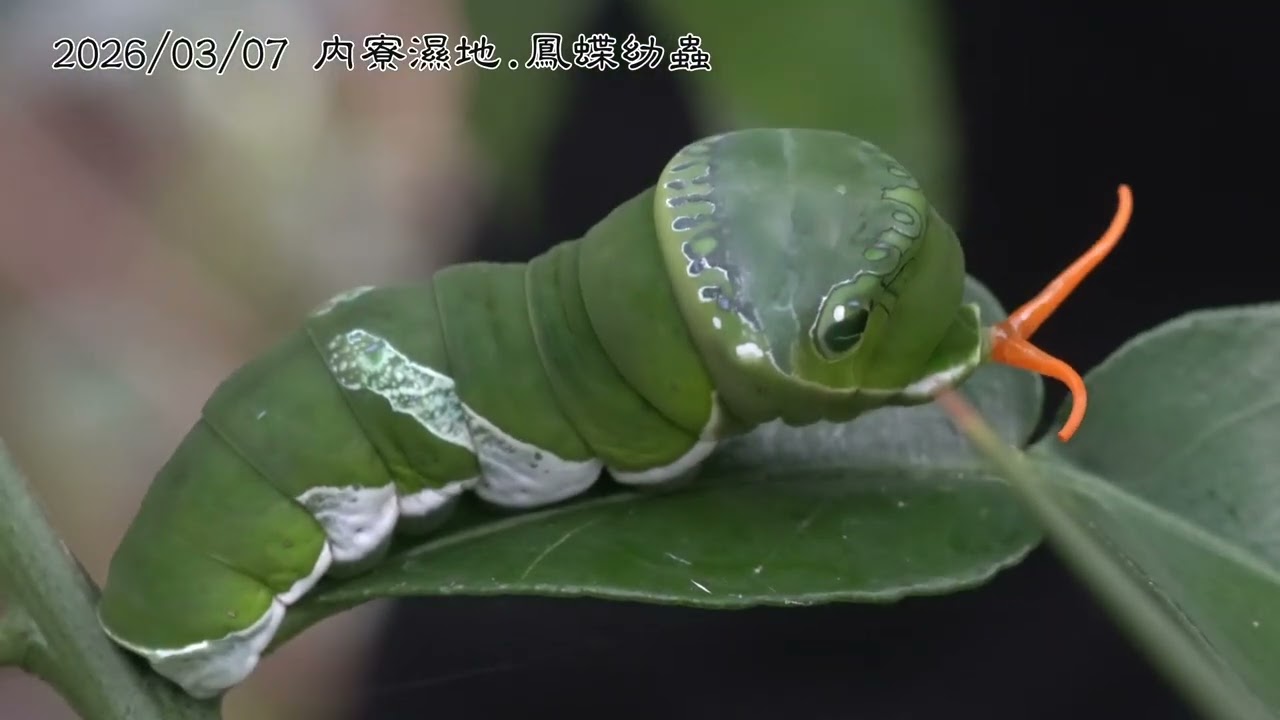 20260307內寮濕地鳳蝶幼蟲