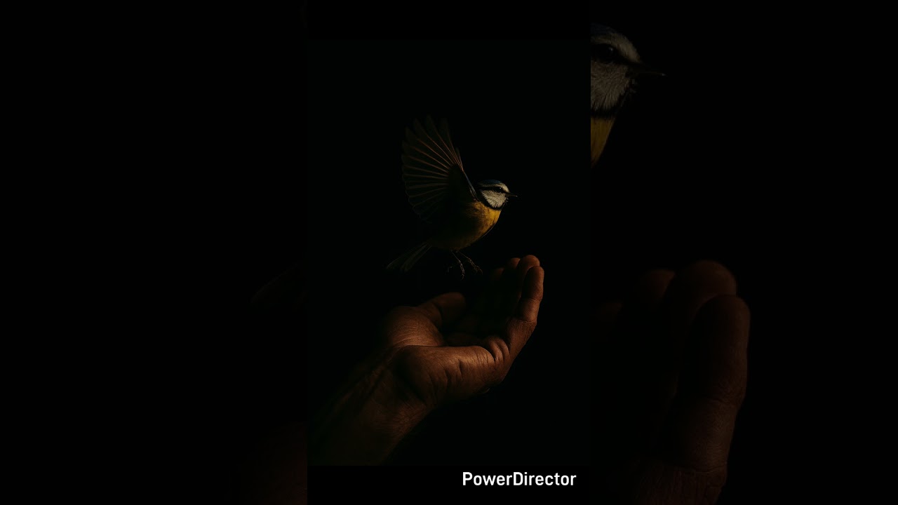 Birds 