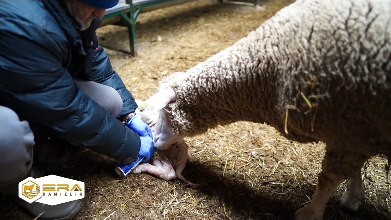 KOYUN DOĞUMU ÇOK İLGİNÇ BİR SÜREÇTİR PART II | ANNEYİ DOĞUMA HAZIRLAMA SÜRECİ VE DOĞUM