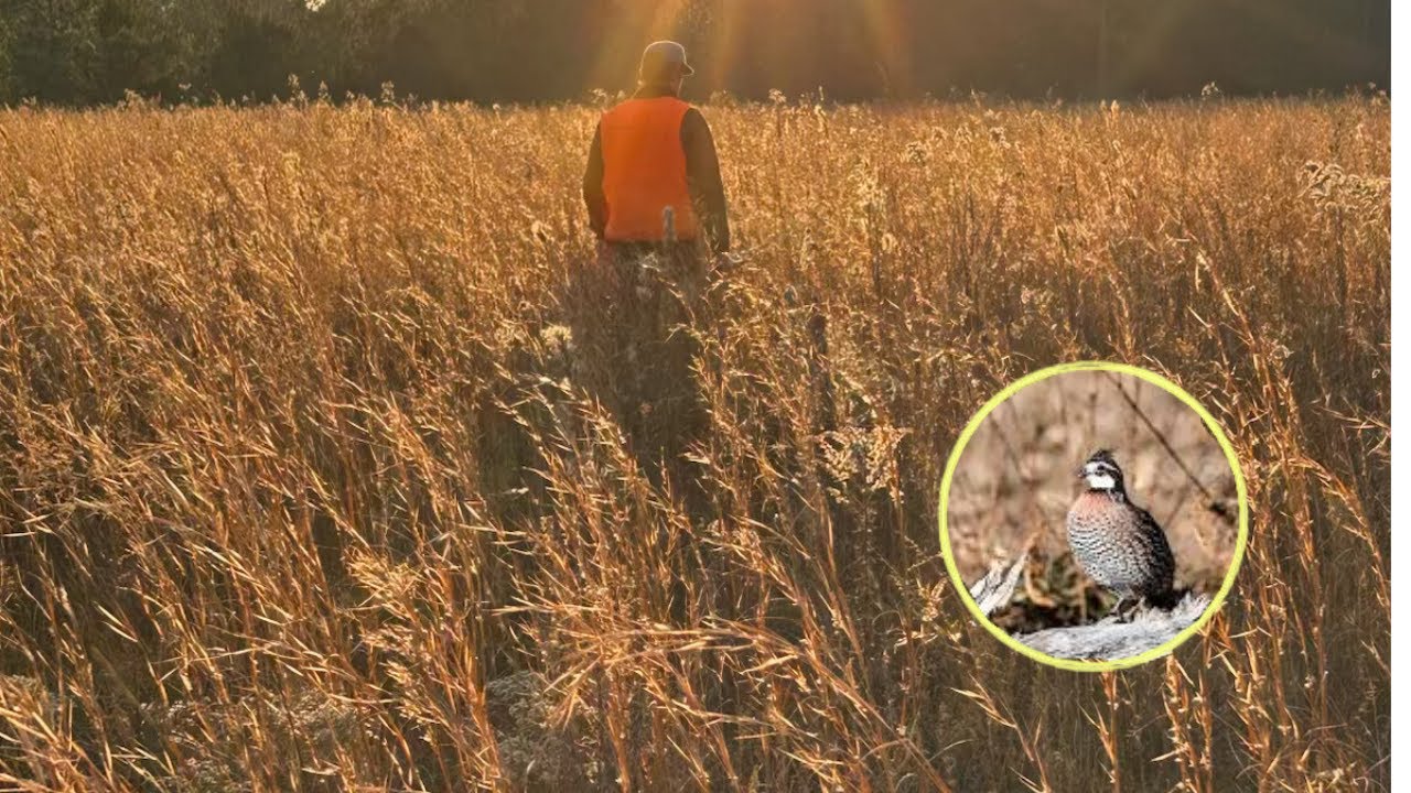 Quail Dogs Points Quail in Trees!! Best Quail Hunt of my Life! (Catch N Cook)