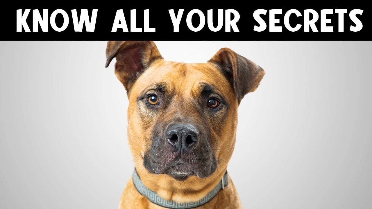 9 THINGS YOUR DOG KNOWS ABOUT YOU! 🔥